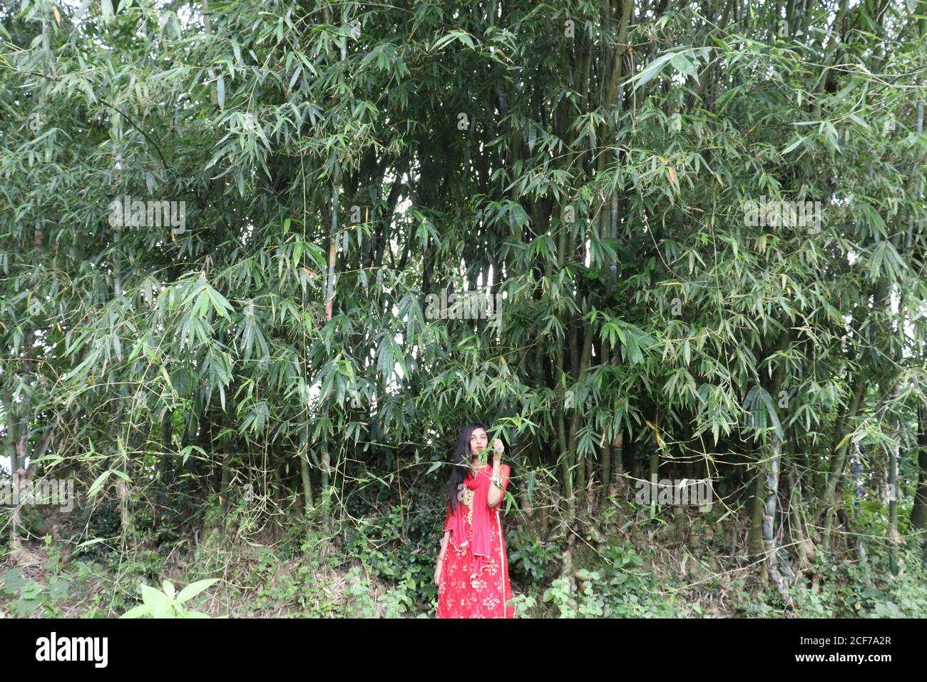 A red dress stunning girl stands under a bamboo garden Stock Photo