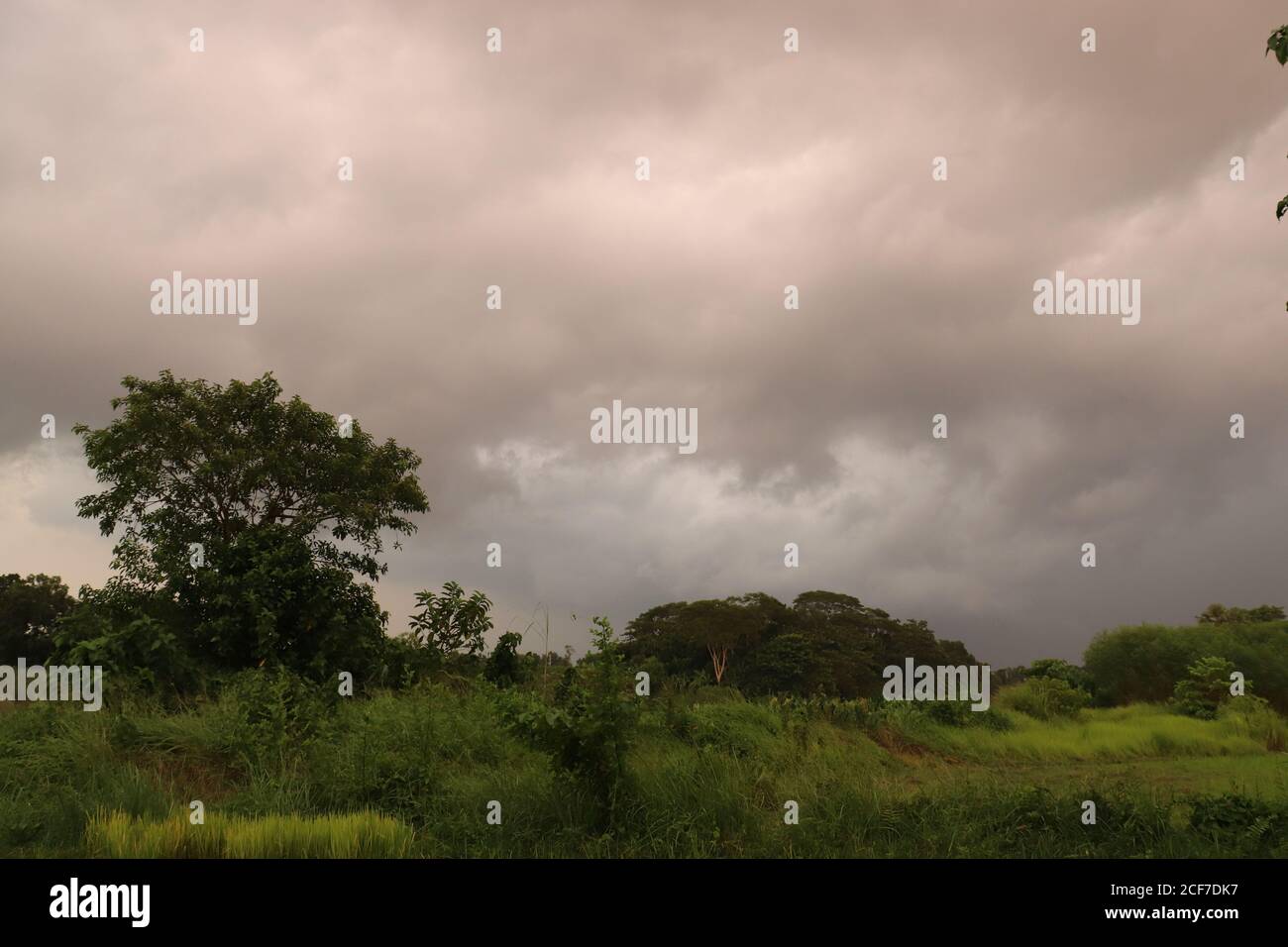 Cloudy sky over the forest Stock Photo - Alamy