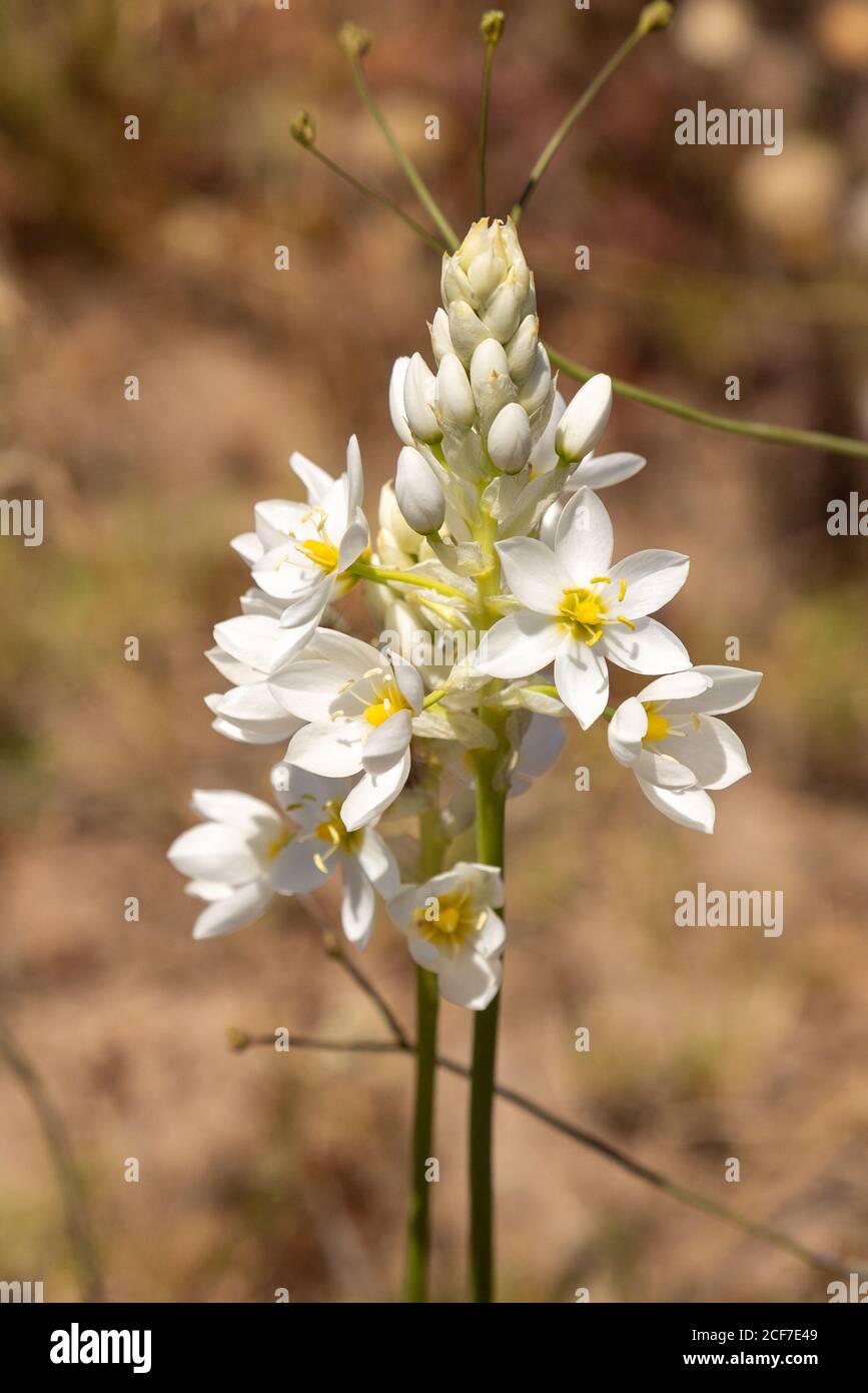 Ornithogalum thyrsoides in Renosterveld close to Darling, Western Cape, South Africa Stock Photo