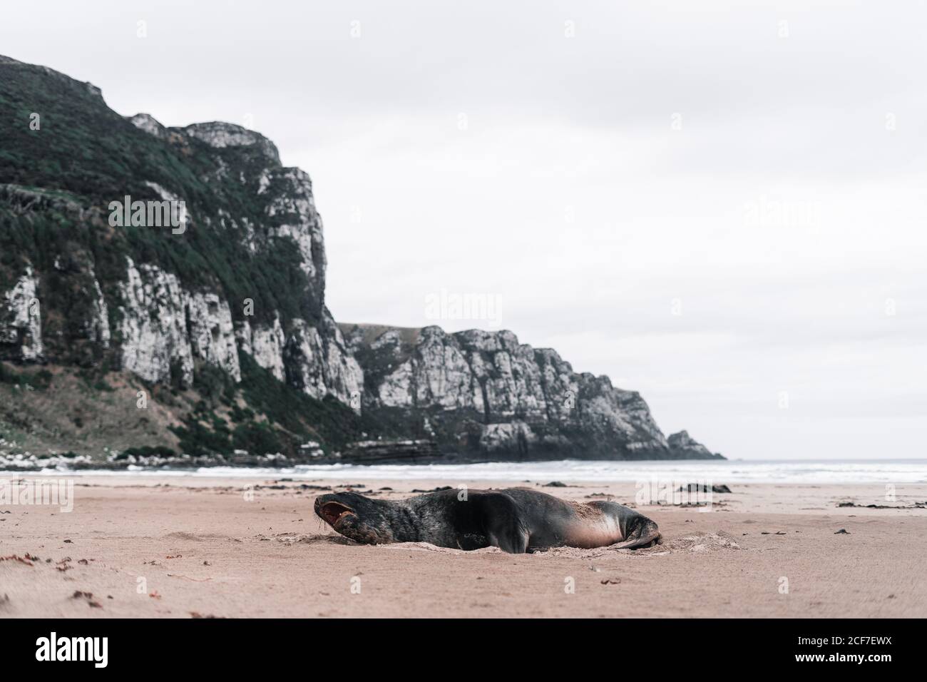 Big screaming seal on rocky shore in Purakaunui, New Zealand in cloudy day Stock Photo