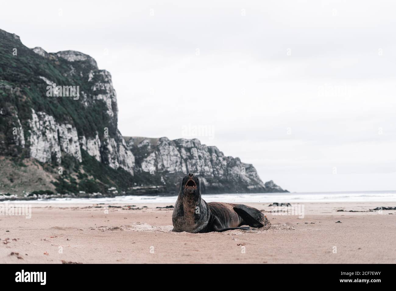 Big screaming seal on rocky shore in Purakaunui, New Zealand in cloudy day Stock Photo