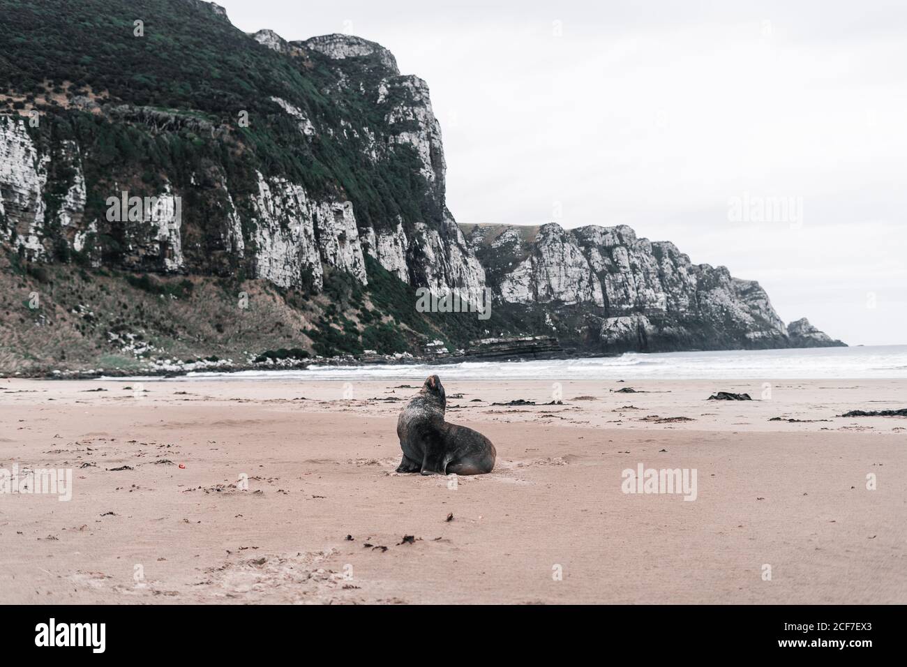 Big screaming seal on rocky shore in Purakaunui, New Zealand in cloudy day Stock Photo