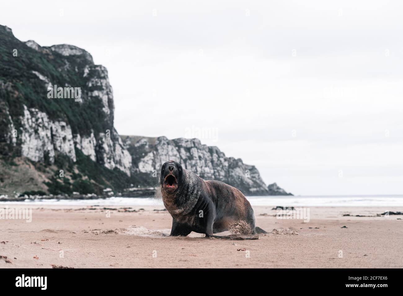 Big screaming seal on rocky shore in Purakaunui, New Zealand in cloudy day Stock Photo