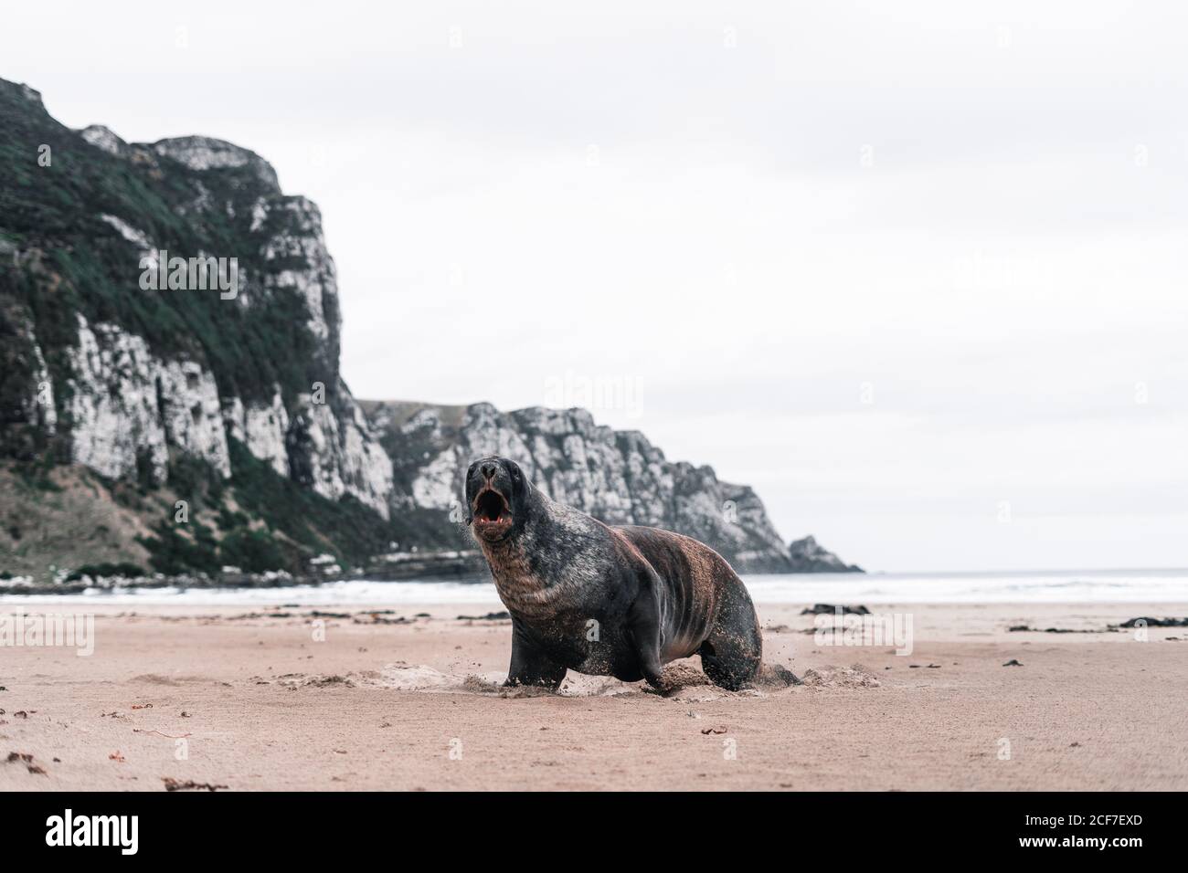 Big screaming seal on rocky shore in Purakaunui, New Zealand in cloudy day Stock Photo