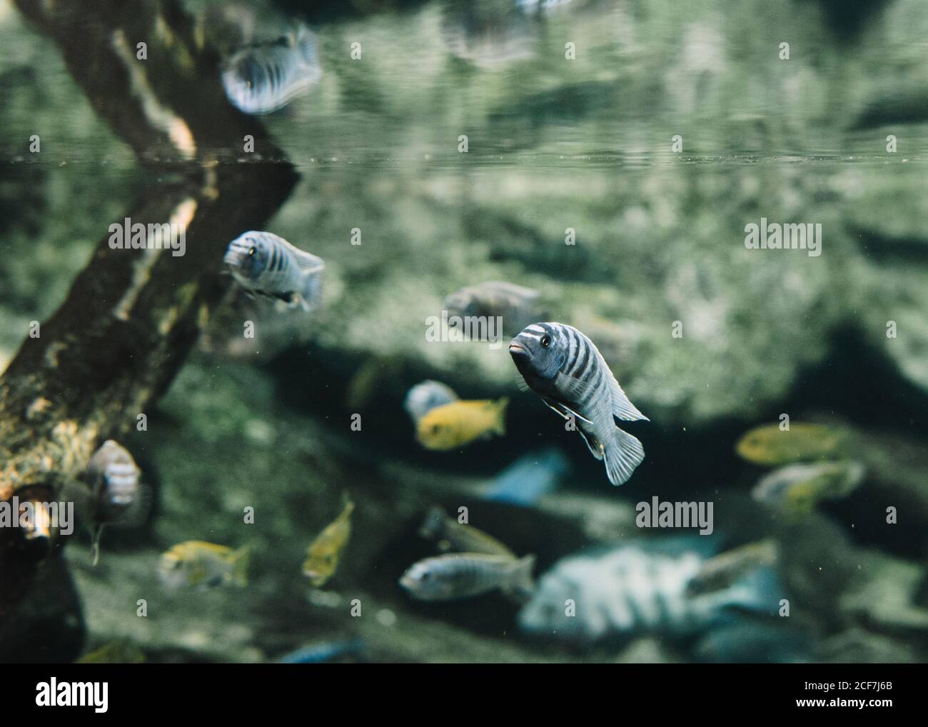 Small flock of blue and yellow striped small fishes near surface of water in aquarium on blurred background Stock Photo
