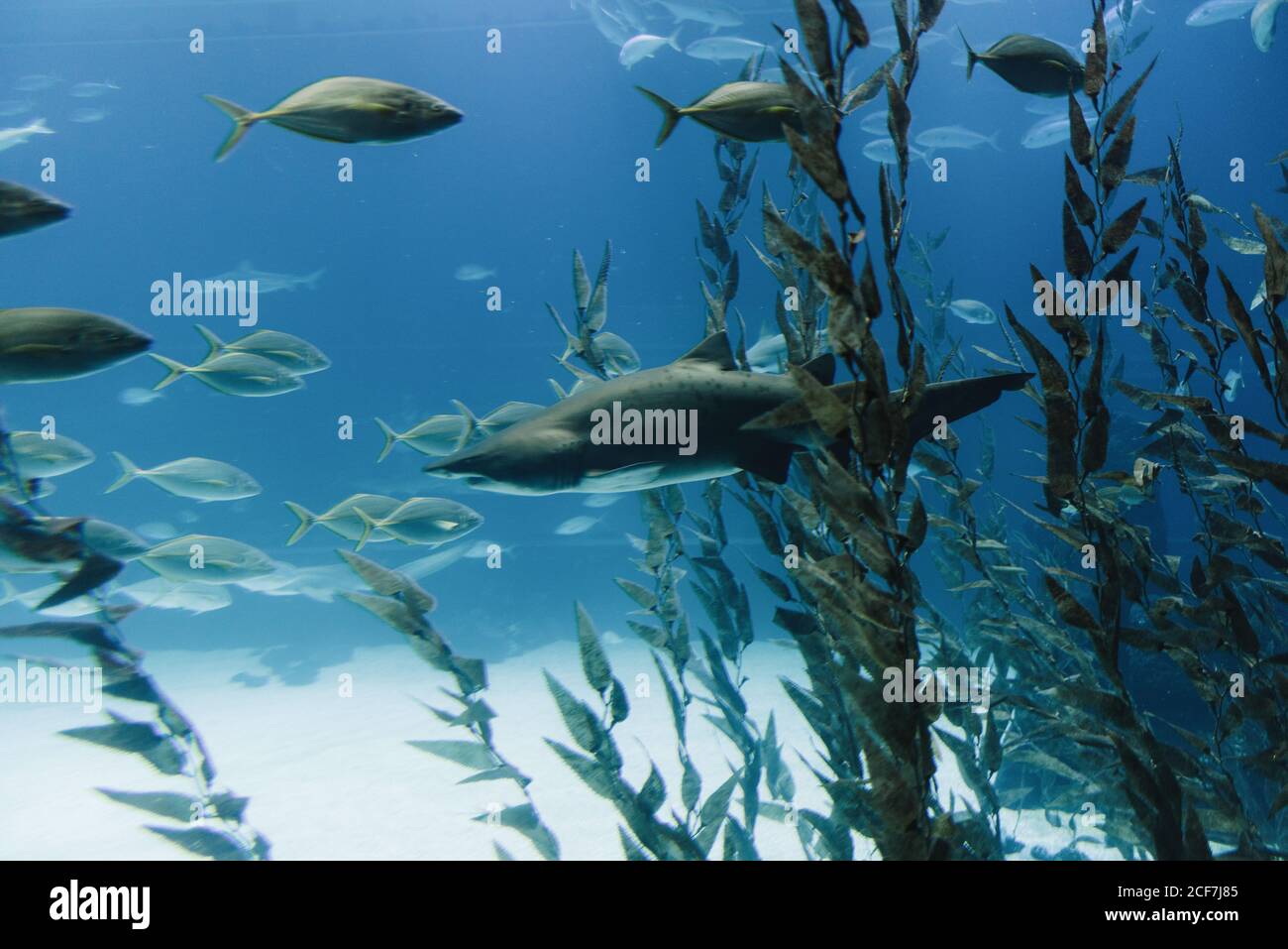 Big black shark among tall green seaweed and flocks of small fishes under blue water Stock Photo