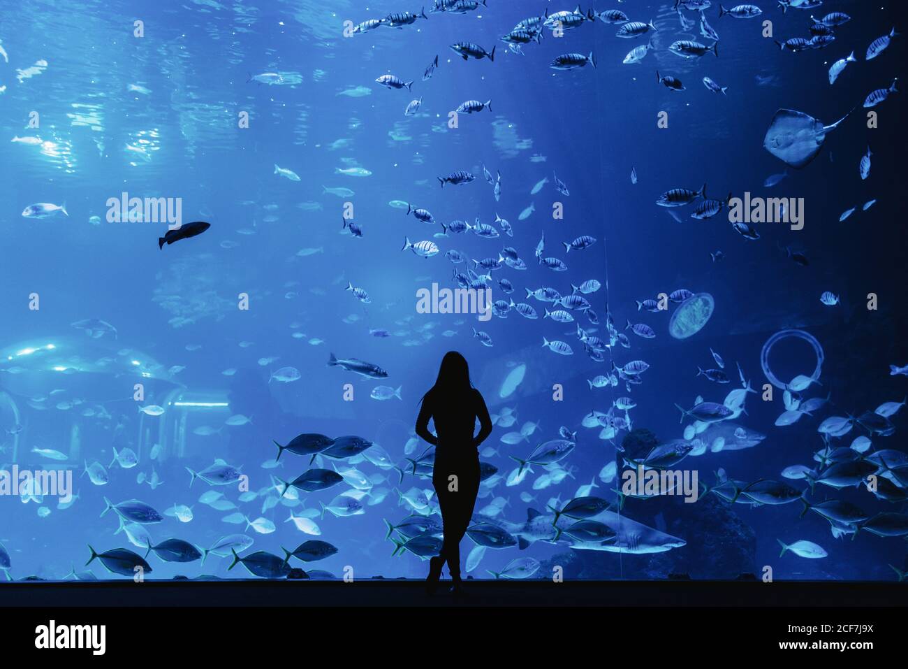 Back view of female silhouette looking at fishes through glass in modern oceanarium Stock Photo