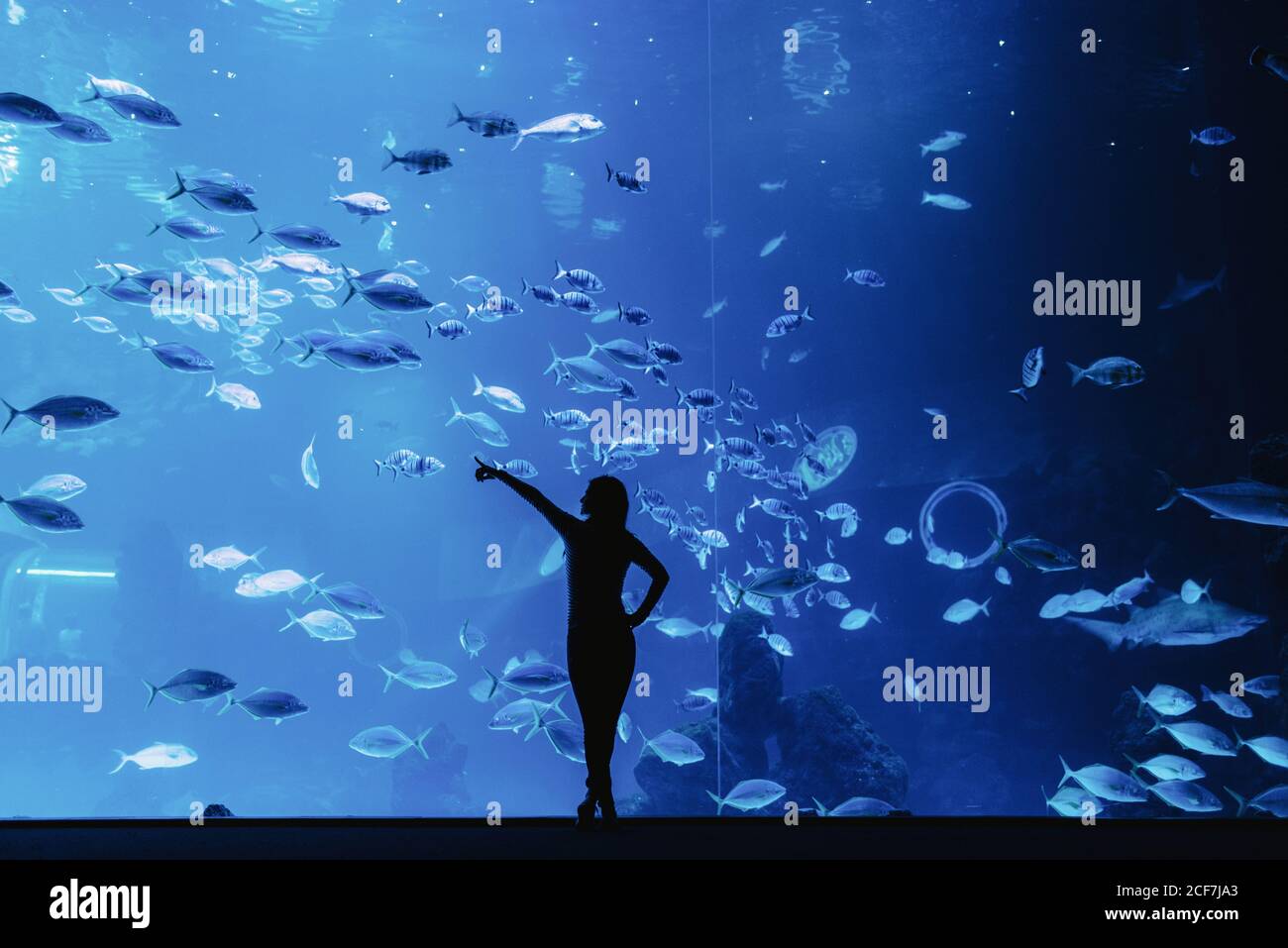 Back view of female silhouette pointing with finger on big exotic fish through glass in modern oceanarium Stock Photo