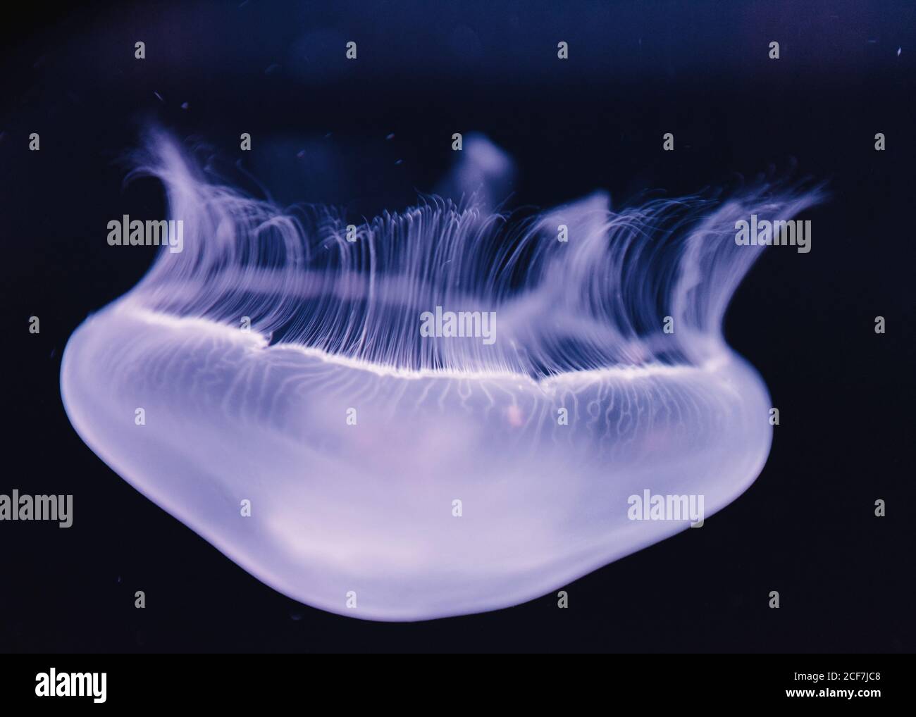 Tranquil transparent blue jellyfish under sea turquoise water on blurred background Stock Photo