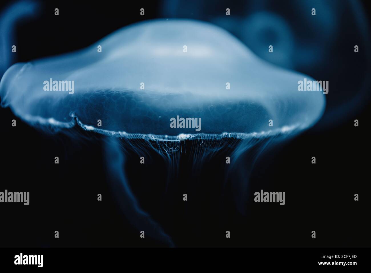 Tranquil transparent blue jellyfish under sea turquoise water on blurred background Stock Photo