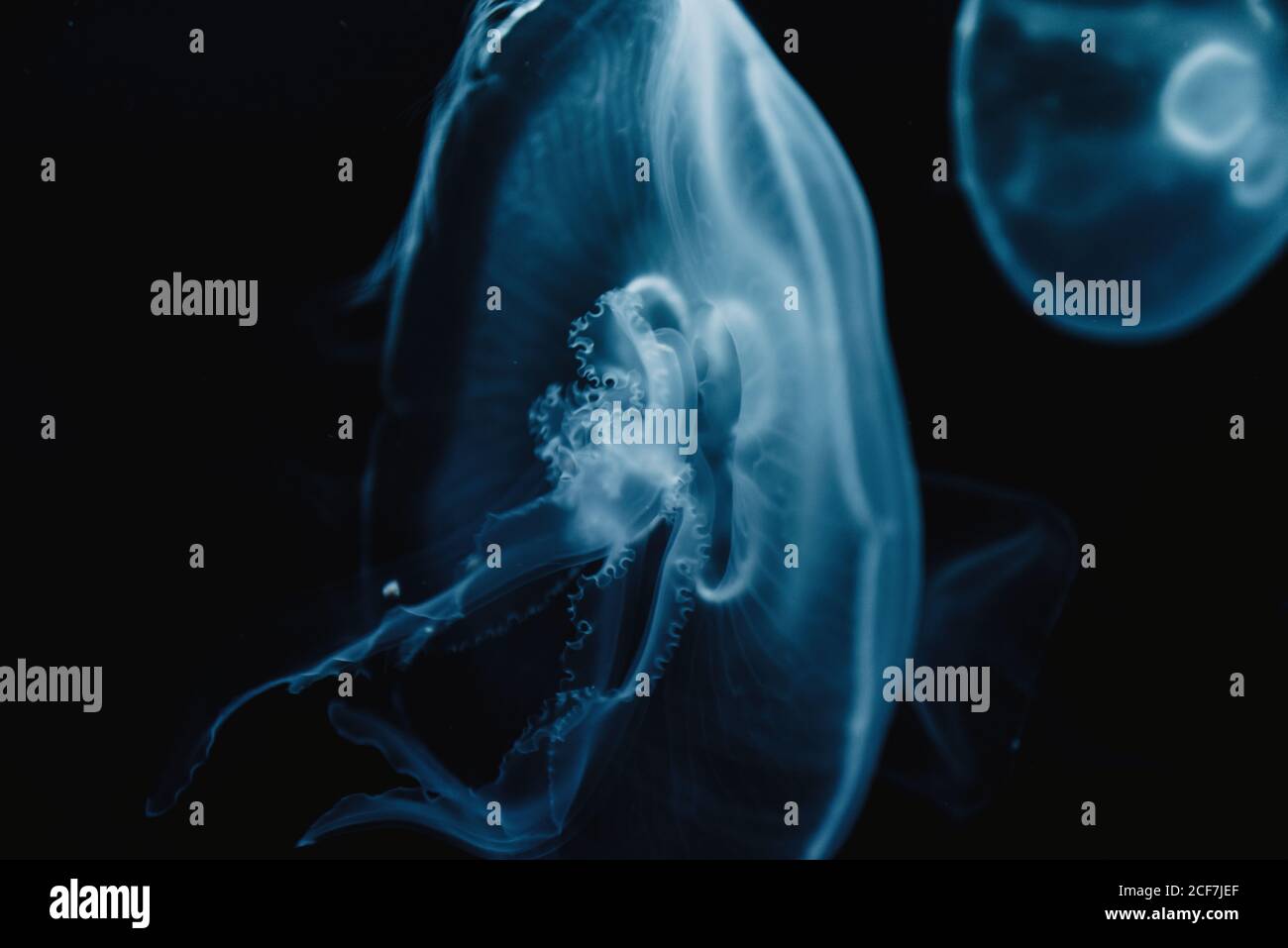 Tranquil transparent blue jellyfish under sea turquoise water on blurred background Stock Photo