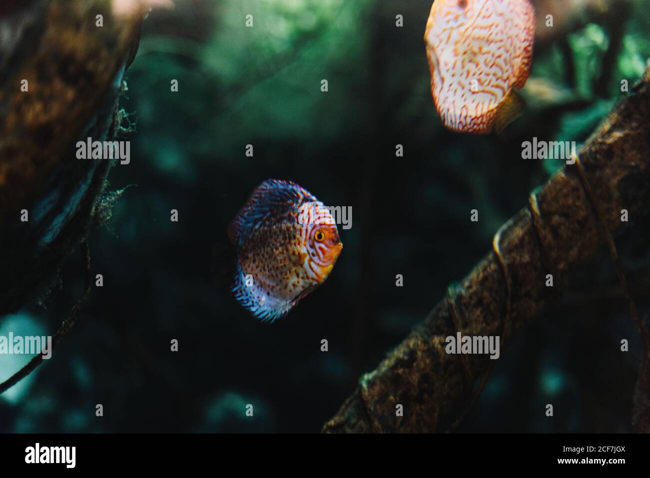 Colorful small discus fish under sea water among tropical sea plants on blurred background Stock Photo