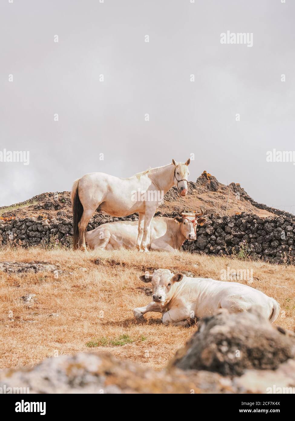 Beautiful scenery of cows and horses in el hierro island, canary island spain Stock Photo