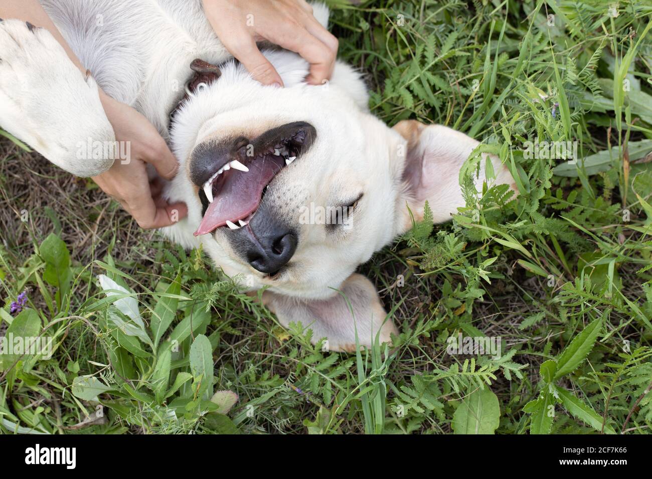 portrait of enjoying dog, eyes closed with pleasure lying on its back