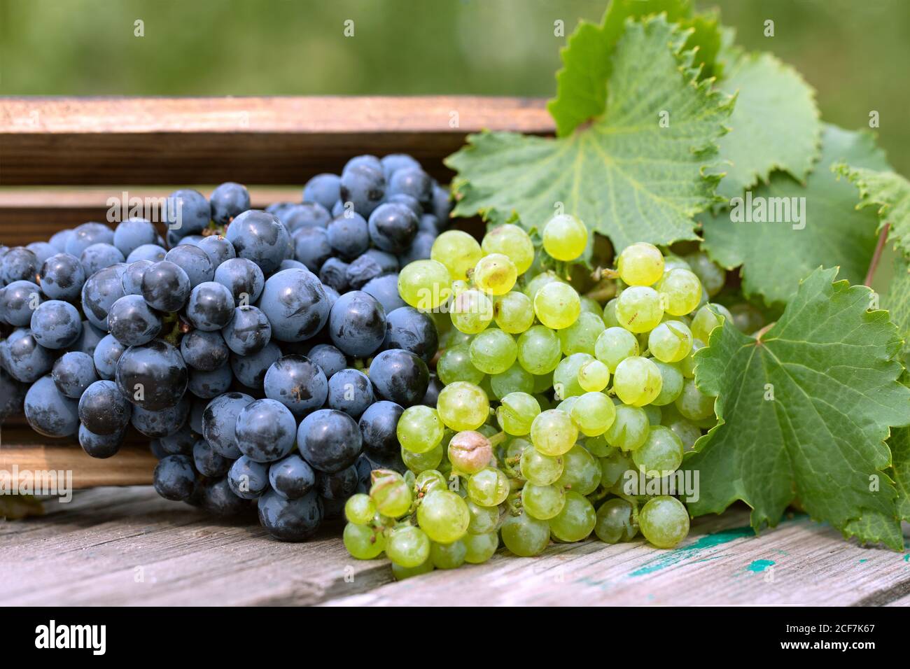 Bunch of blue and green grapes in wooden box on wooden table Stock Photo