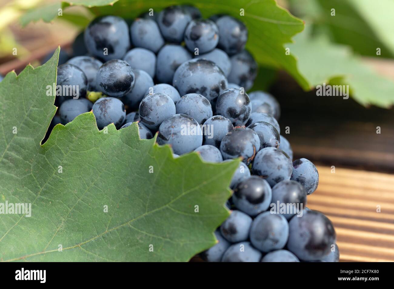 Ripe red wine grape on wooden background. harvest time Stock Photo