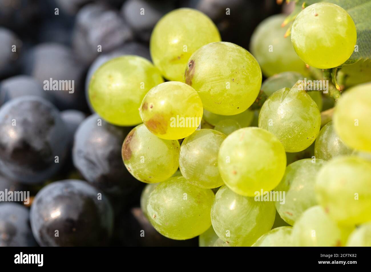 Red and white wine grapes nature background Stock Photo