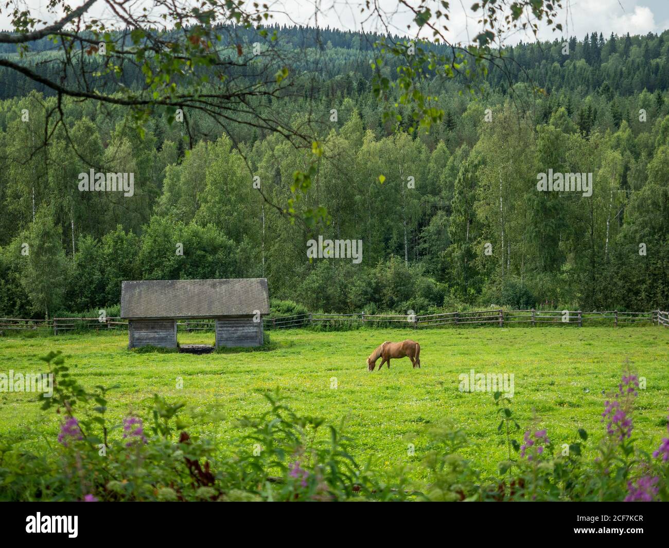 Horse grazing near old wooden barn on forest border in countryside in summer day Stock Photo