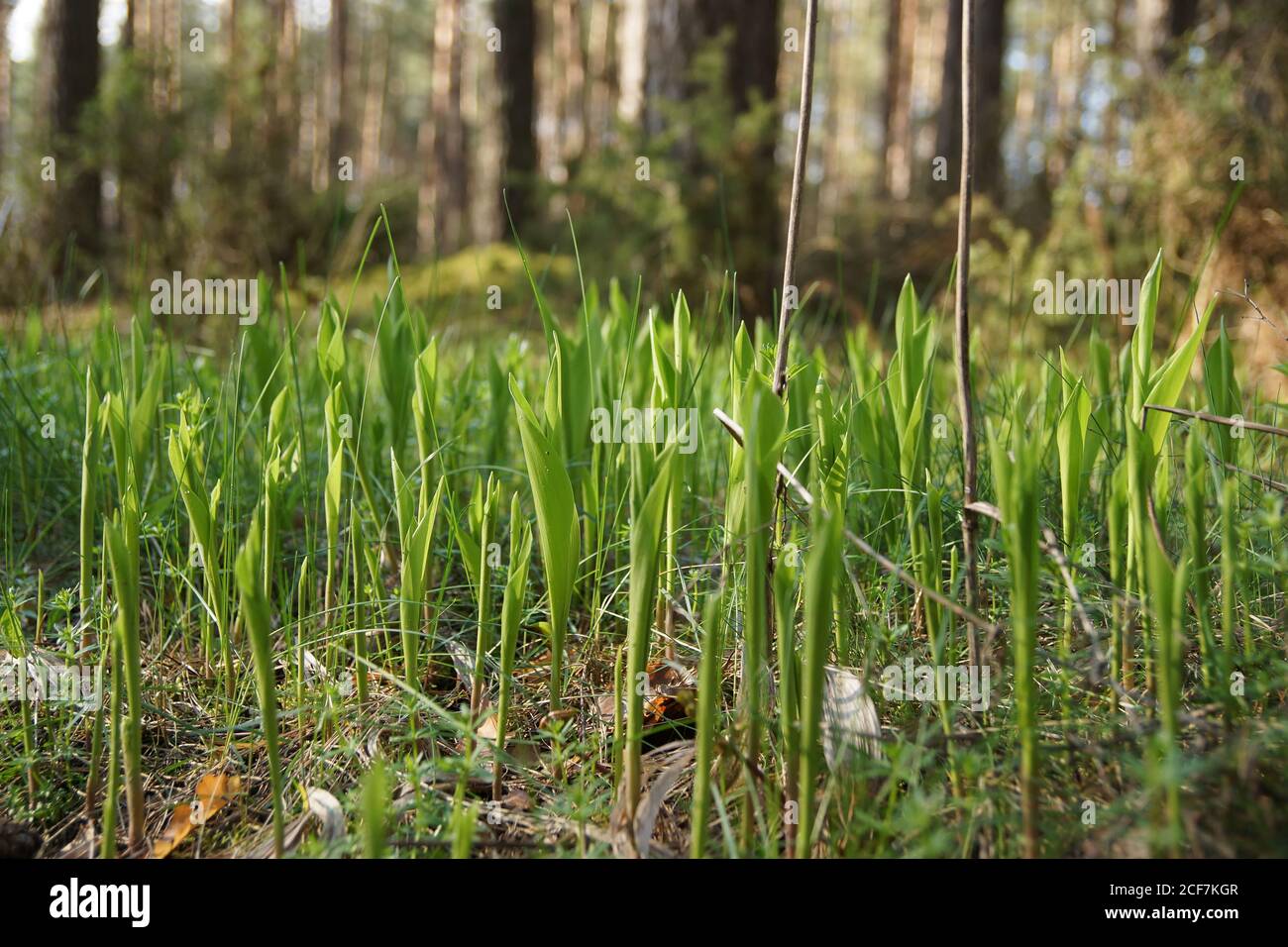 April in the Biebrza Valley, landscape on the forest floor, young lilies of the valley against the background of trees, bokeh Stock Photo