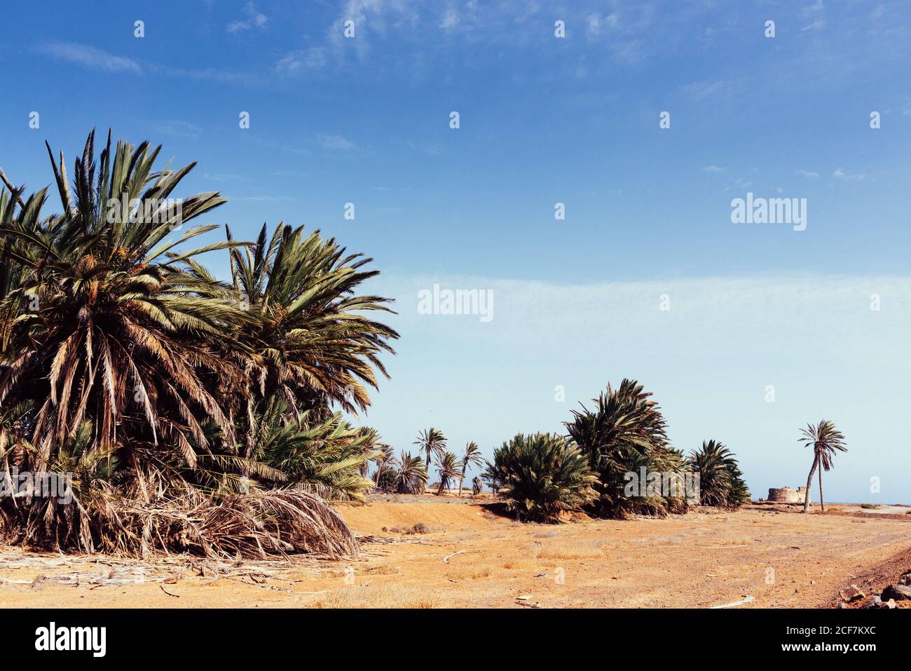 Palm trees growing in sand on seashore Stock Photo Alamy