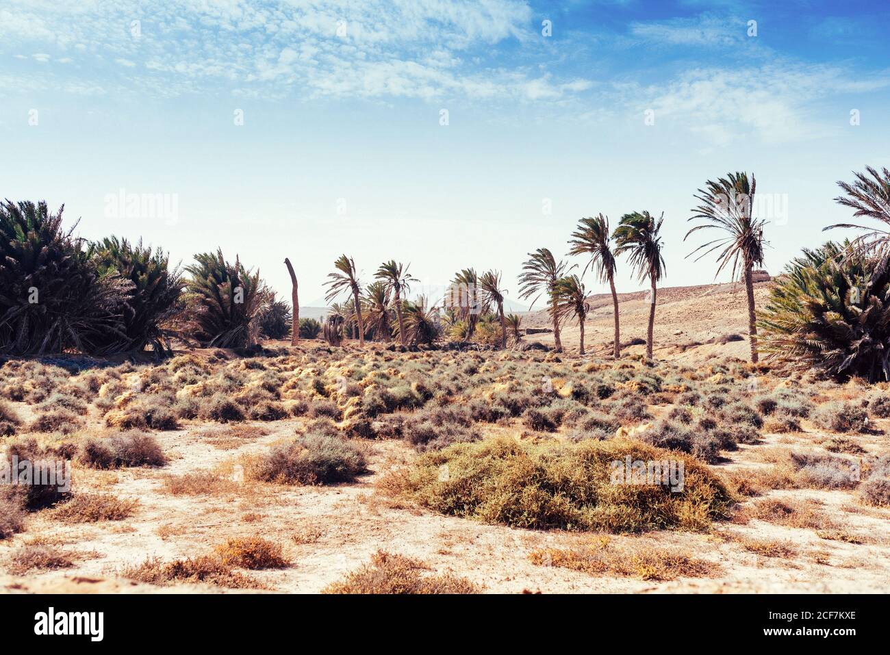 Palm trees growing in sand on seashore Stock Photo Alamy