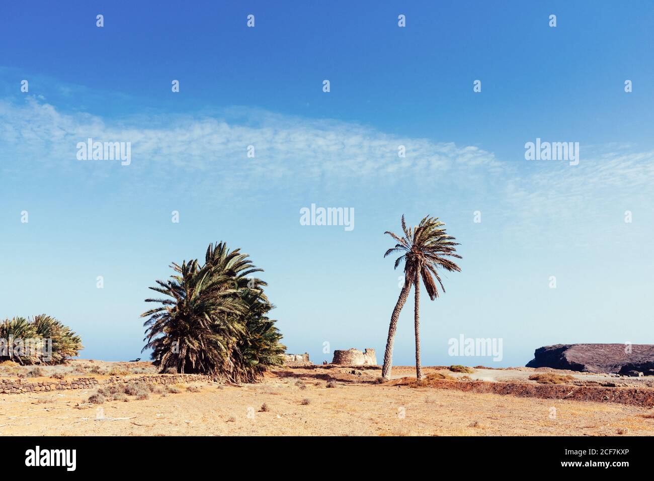 Palm trees growing in sand on seashore Stock Photo Alamy