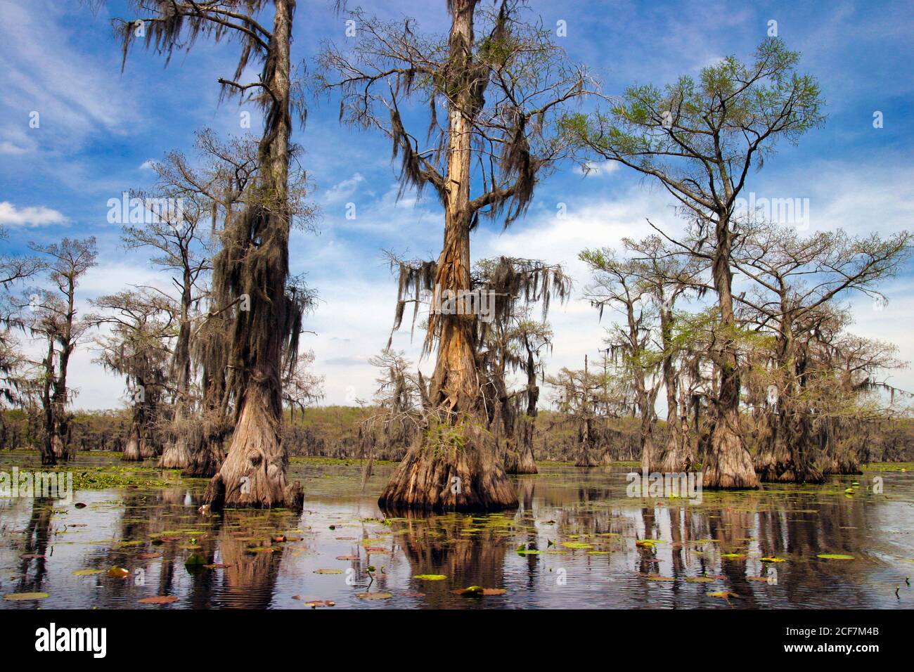 Cypresses trees and Spanish moss. Swamp land, Caddo Lake, Texas, USA Stock Photo