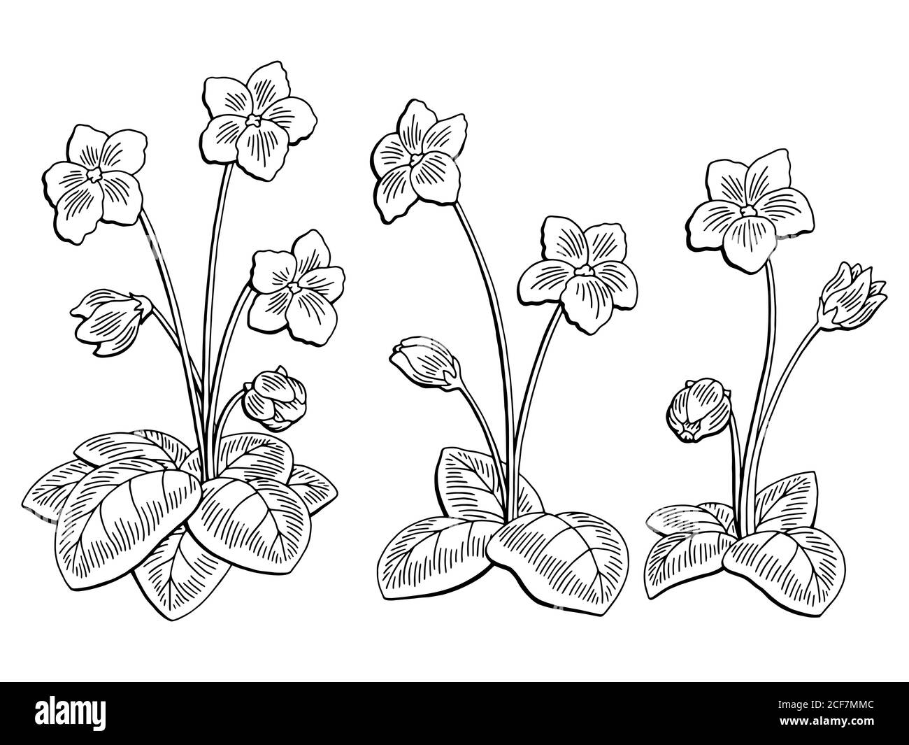Violet flower graphic black white isolated sketch illustration vector