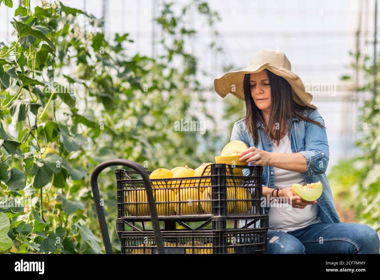 Melon farmer hires stock photography and images Alamy