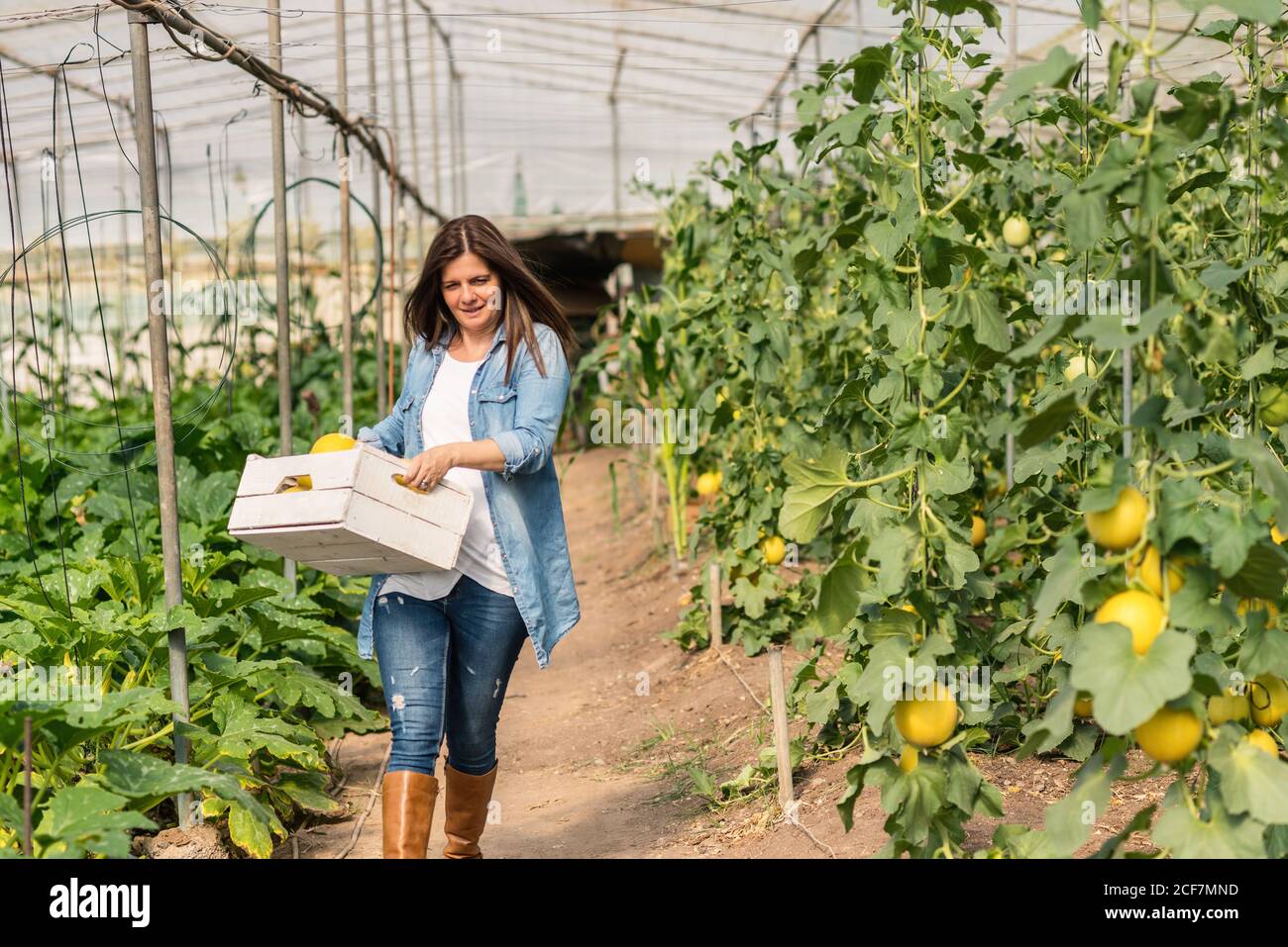 Carrying crop hi-res stock photography and images - Alamy