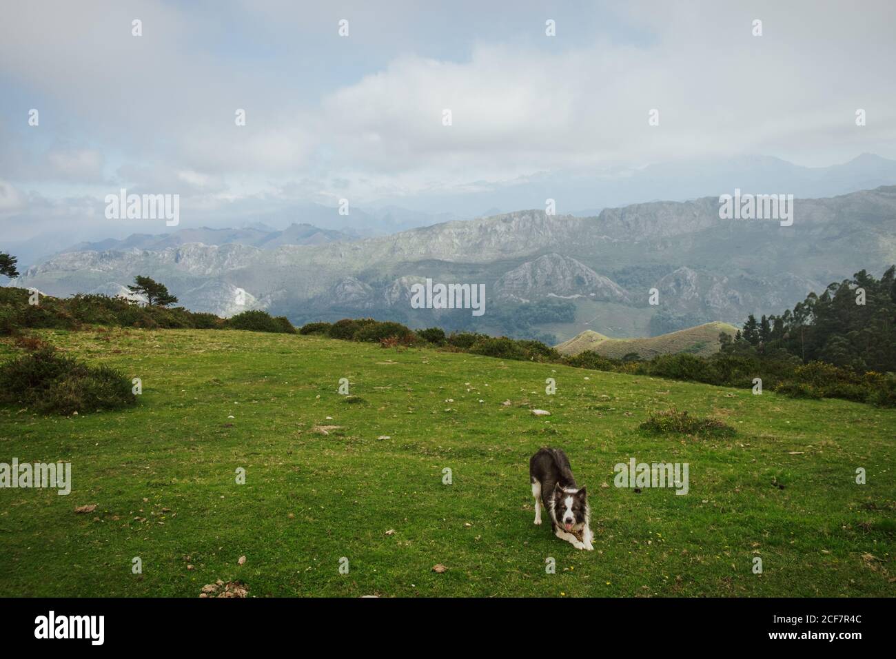 Border collie silhouette hires stock photography and images Alamy