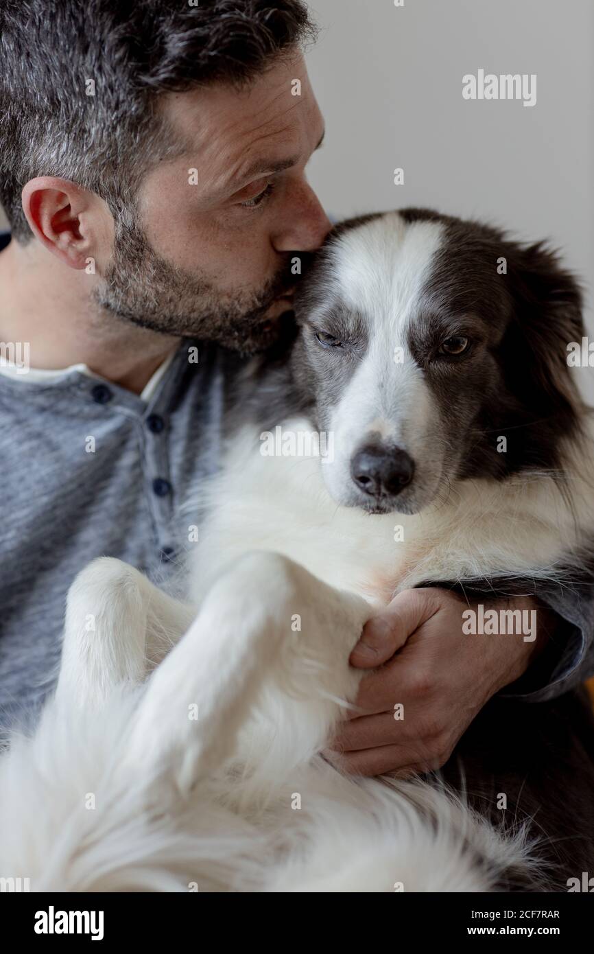 Border collies looking for loving new homes