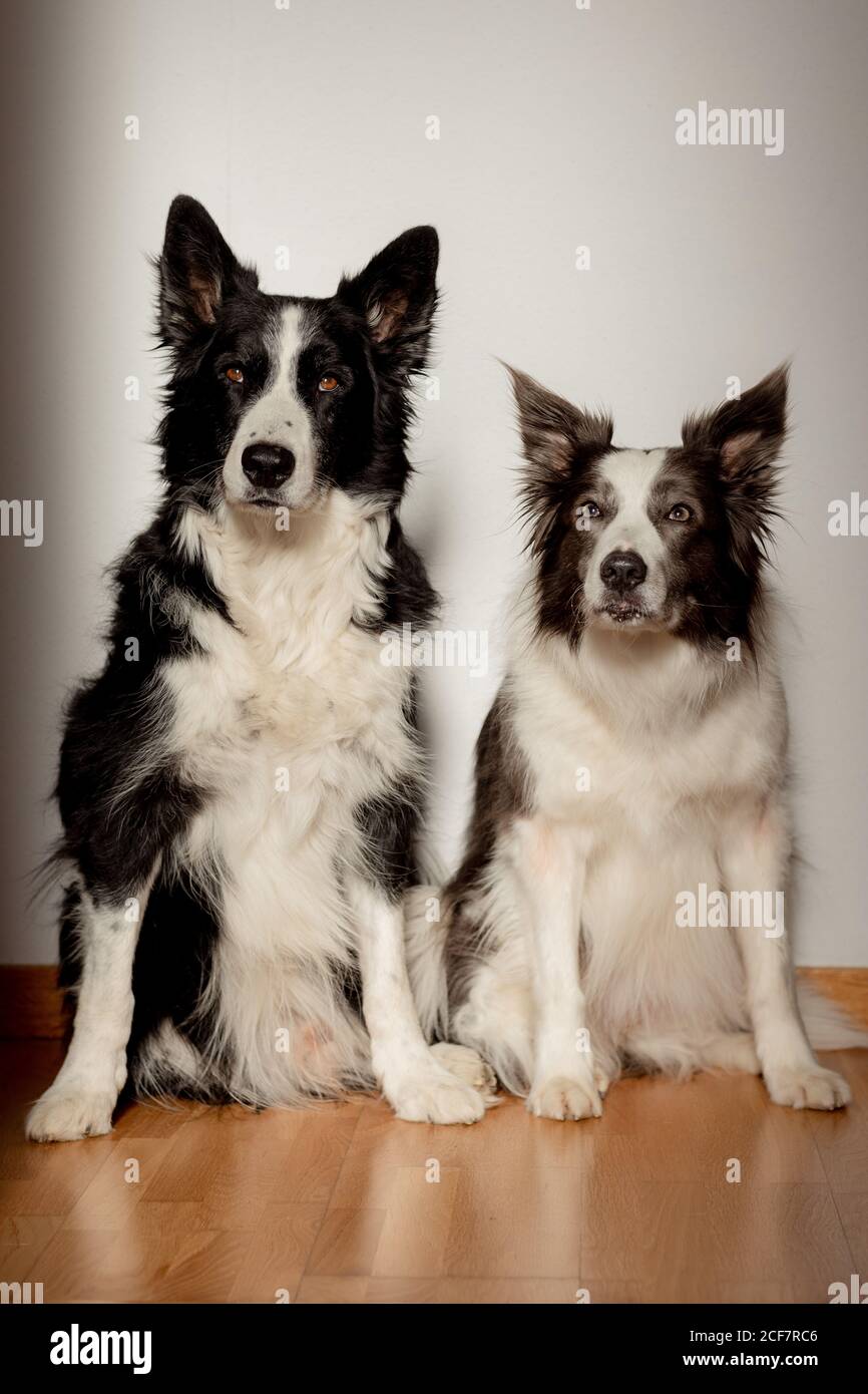 Serious white and black purebred dogs looking at camera while sitting on wooden floor against gray wall Stock Photo
