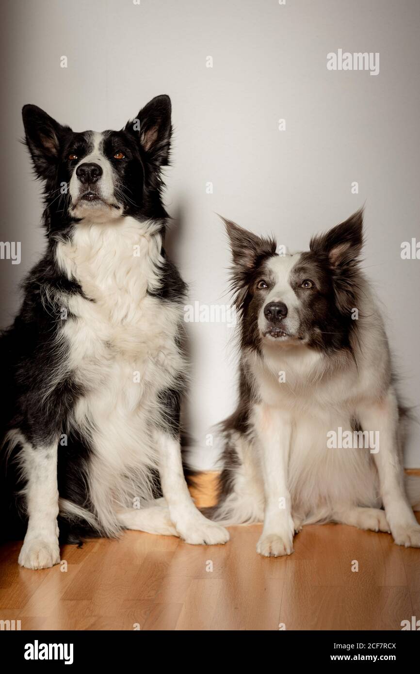 Serious white and black purebred dogs looking up while sitting on wooden floor against gray wall Stock Photo