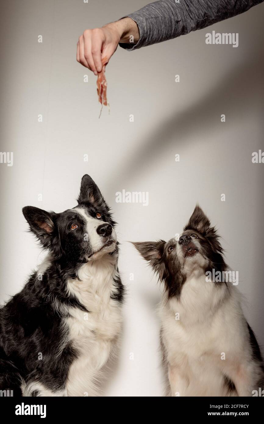white purebred dogs