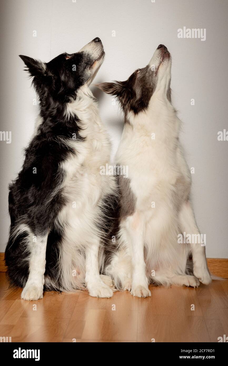 Serious white and black purebred dogs looking up while sitting on wooden floor against gray wall Stock Photo