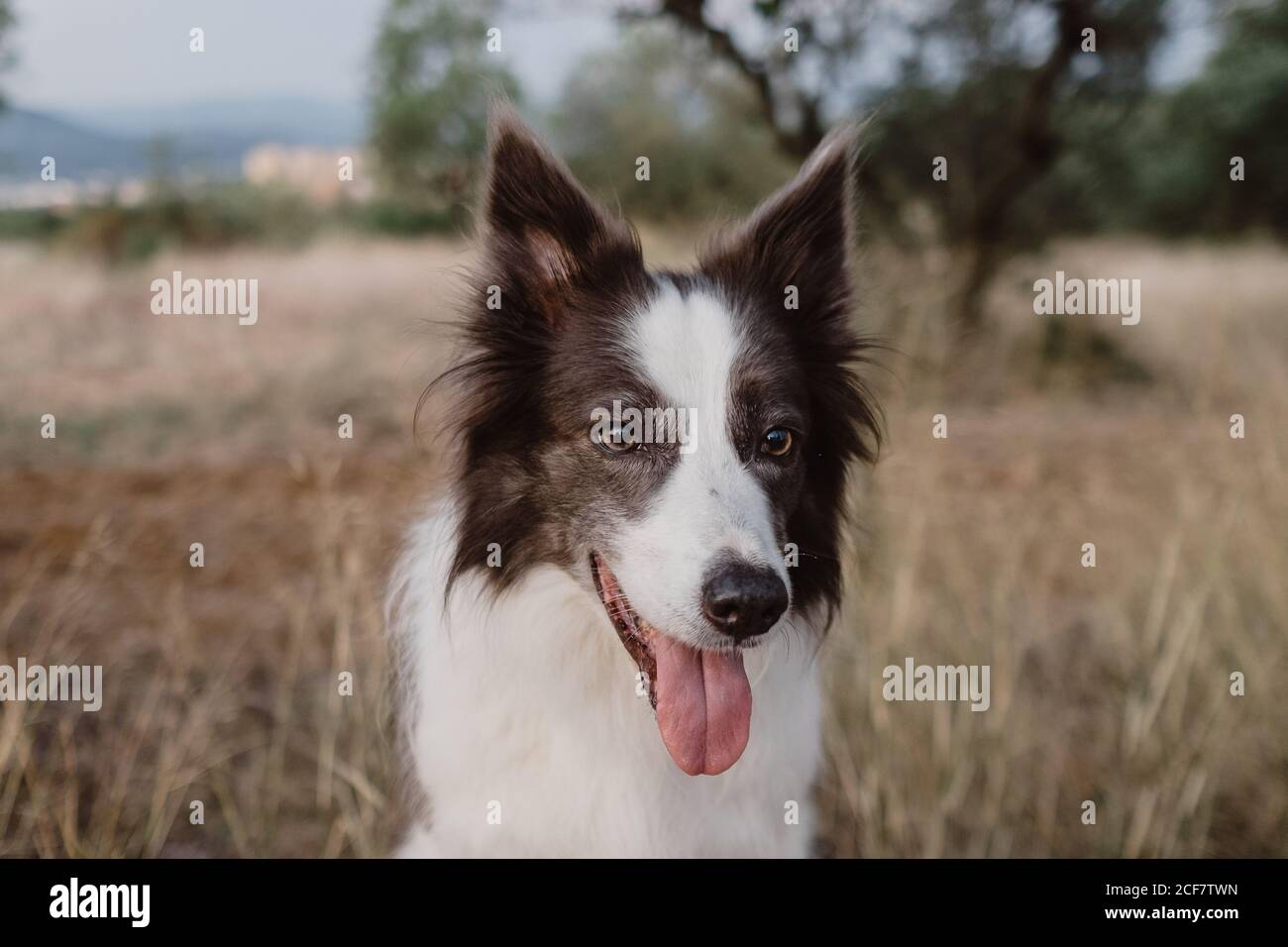 how long can a border collie be left alone