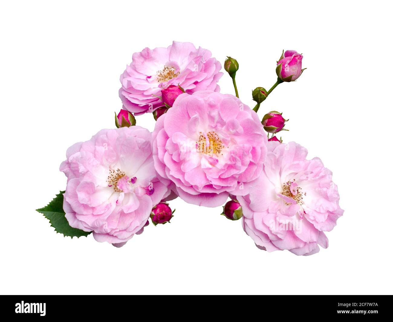 Dark to light pink roses hi-res stock photography and images - Alamy