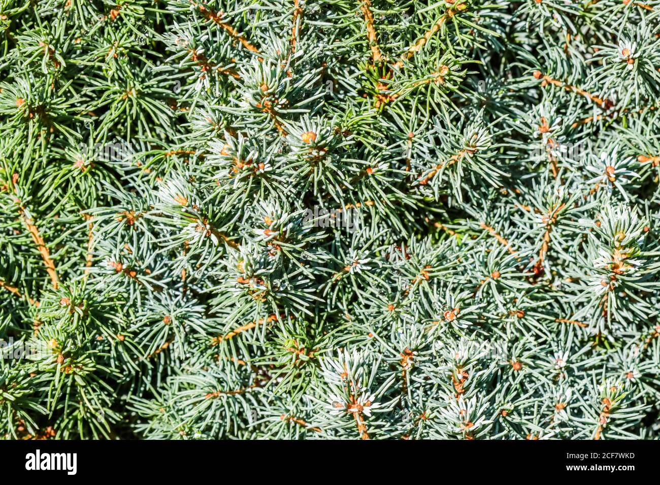 Closeup green leaves of decorative evergreen coniferous tree Canadian spruce Picea glauca with drops of water after the rain. Natural background Stock Photo