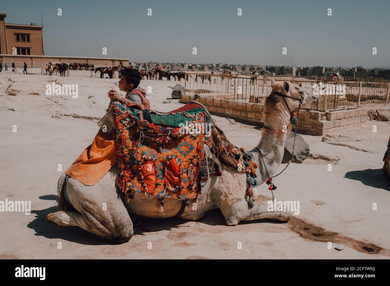 Small Camel High Resolution Stock Photography And Images Alamy