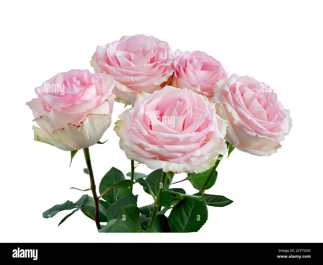 Pink rose flowers arrangement isolated on white background Stock Photo ...