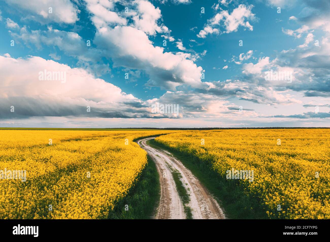 Elevated View Dramatic Sky With Fluffy Clouds On Horizon Above Rural Landscape Blooming Canola Colza Flowers Rapeseed Field. Country Road. Spring Stock Photo