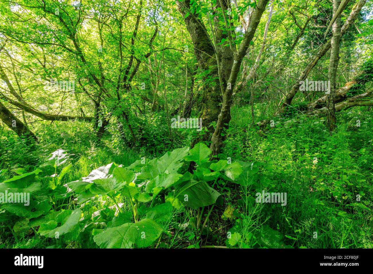 France, Nievre, Val de Loire Natural Reserve, Pouilly sur Loire, alluvial forest //  France, Nièvre (58), Réserve Naturelle du Val de Loire, Pouilly-s Stock Photo