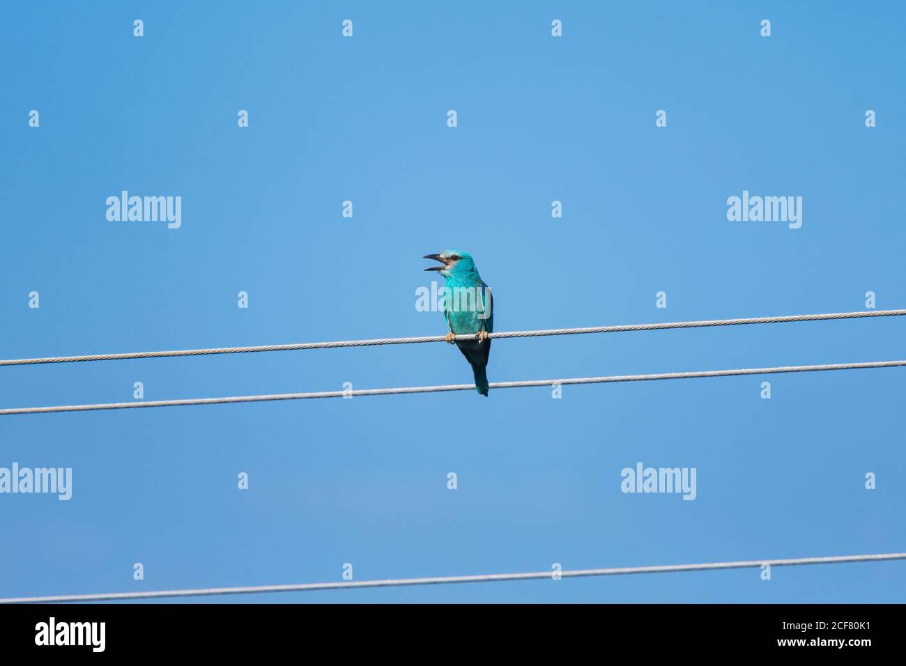 An European Roller sitting on top of an electric wire Stock Photo