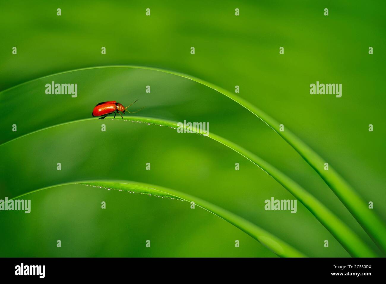 Ladybug Sitting on a Green Leaf Stock Photo