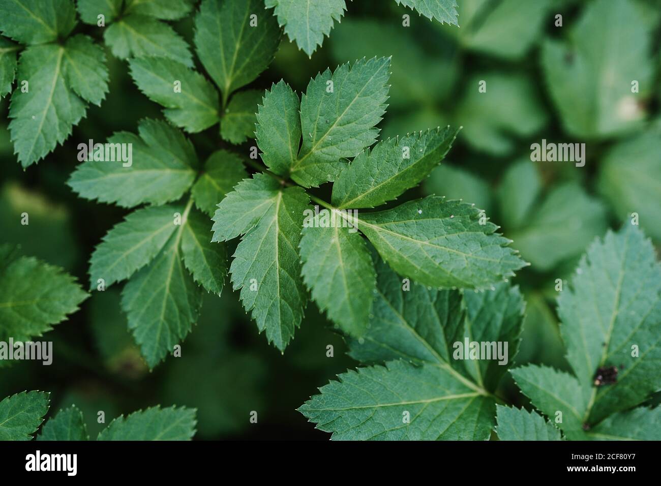 Bush at park hi-res stock photography and images - Alamy