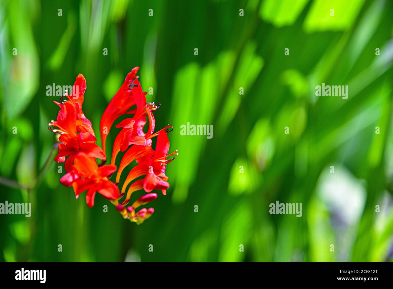 Blossom of a montbretia (Crocosmia x crocosmiiflora Lucifer) from the Iris family (Iridaceae) in a garden in Bavaria, Germany, Europe Stock Photo
