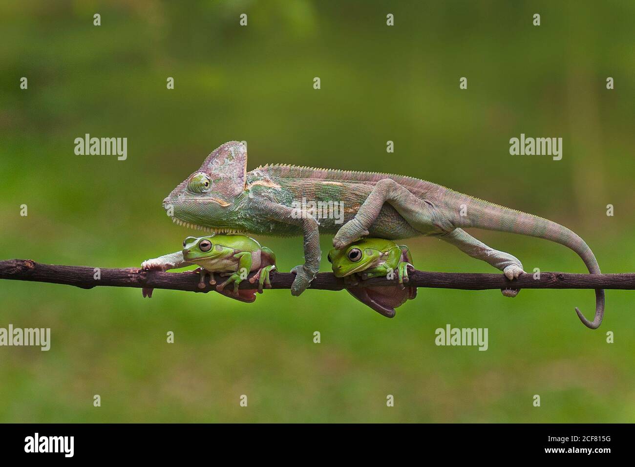 Veiled Chameleon (Chamaeleo Calyptratus) is Walking Through the Two Frogs Stock Photo