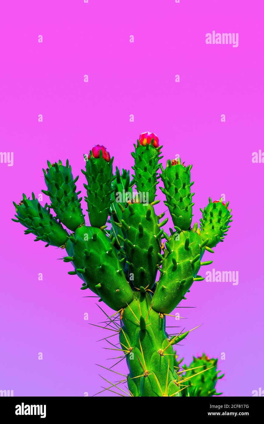 Cactus on pink gradient background. Minimal creative stillife. Beautiful blooming wild desert cactus flower. Flowers, stems and thorns of the cactus Opuntia subulata. Stock Photo