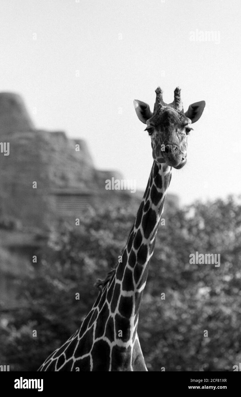 London Zoo and the Zoological Society of London are a complex mix of education, scientific research, conservation and tourist attraction. 16 September 1992. Photo: Neil Turner Stock Photo